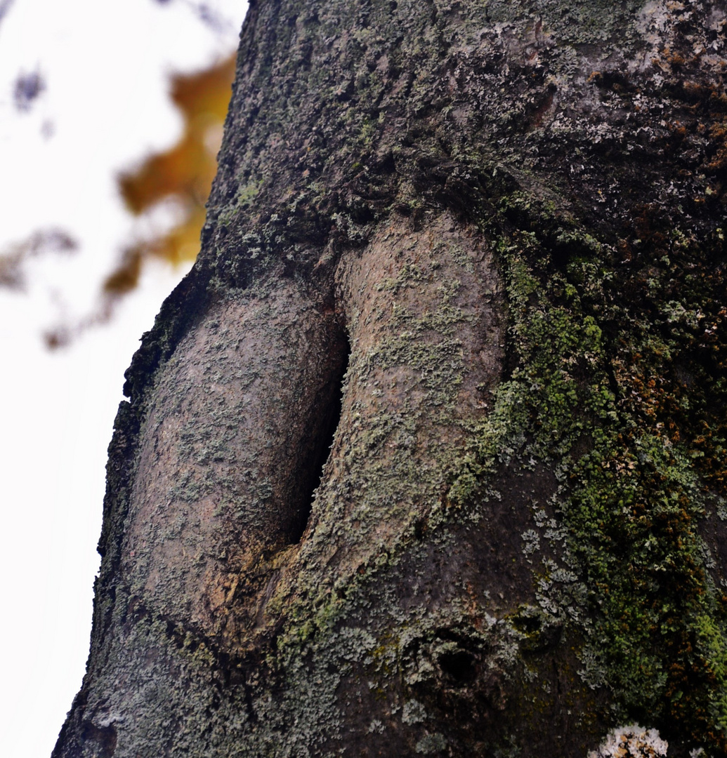 ein Herz im Baum....