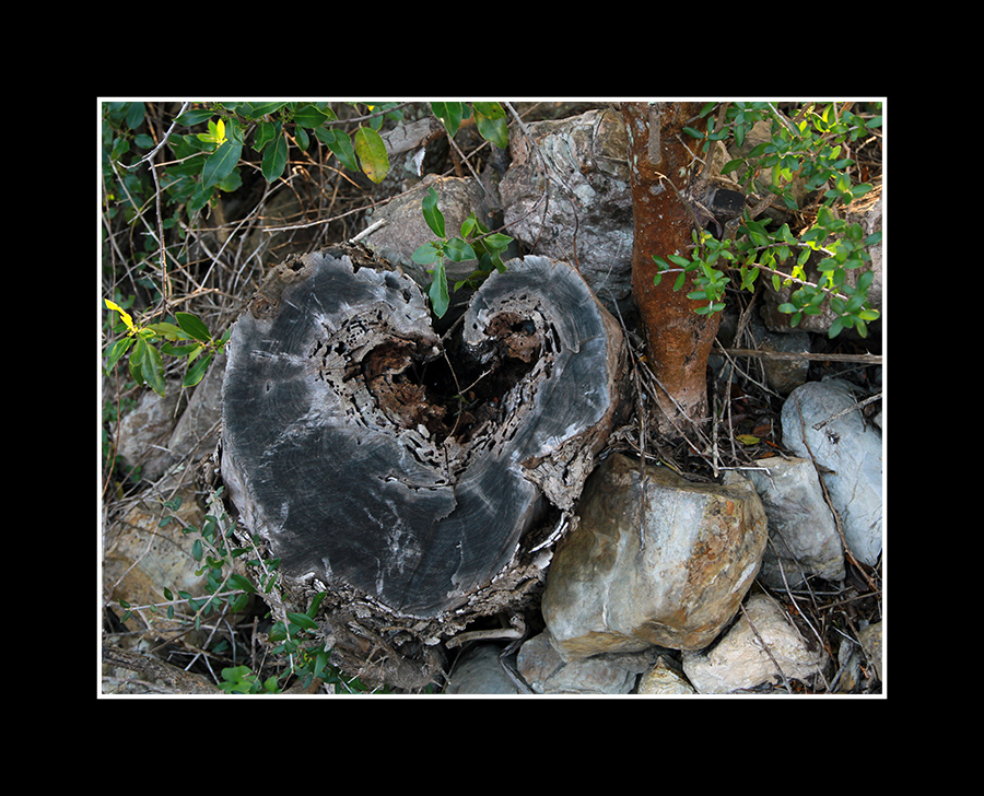 Ein Herz im Baumstumpf ... siehst du es auch???