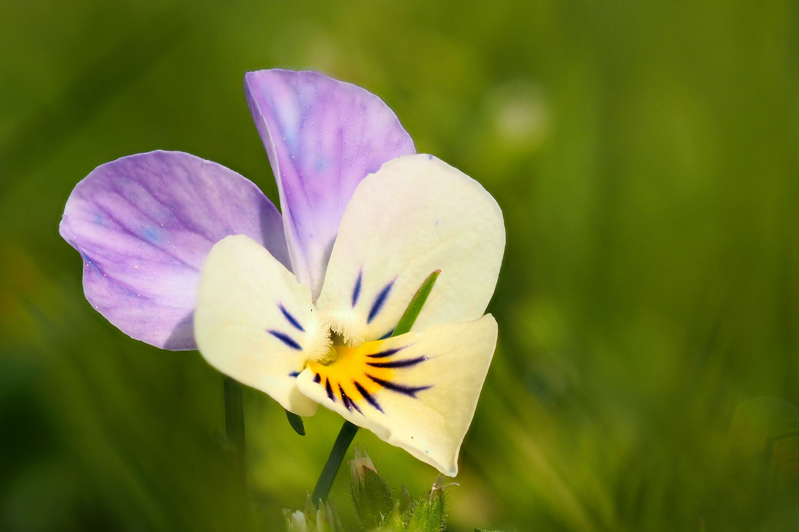 ein Herz im Gras