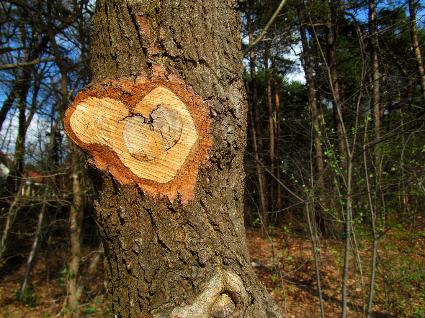 ein Herz im Zentrum Wald Foto & Bild wald, bäume, baum Bilder