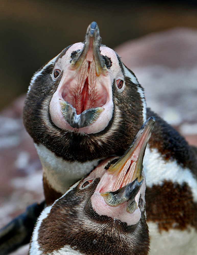 "Ein Herz und eine Pinguinseele"