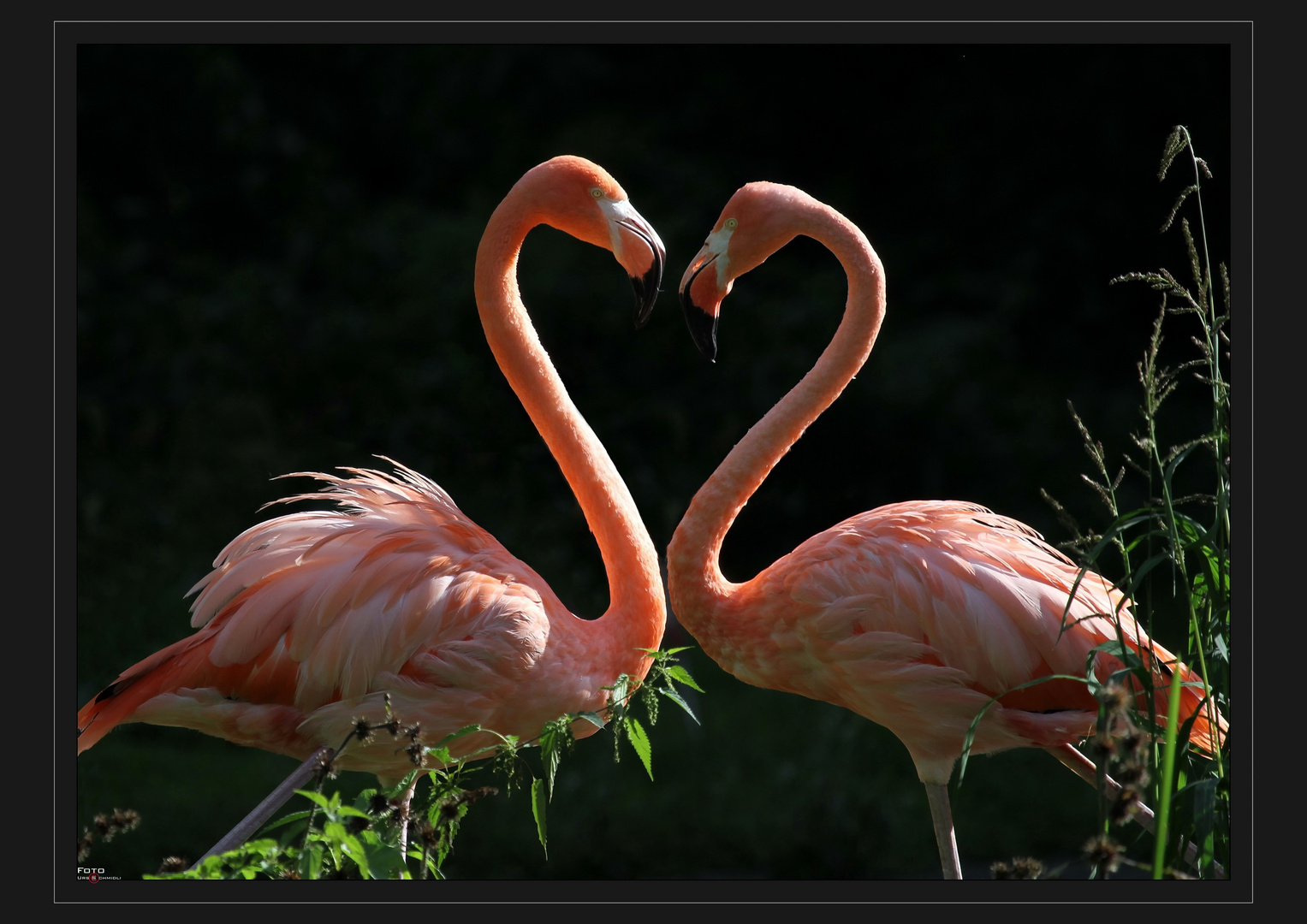 Ein Herz Und Eine Seele Foto Bild Tiere Zoo Wildpark Falknerei Vogel Bilder Auf Fotocommunity