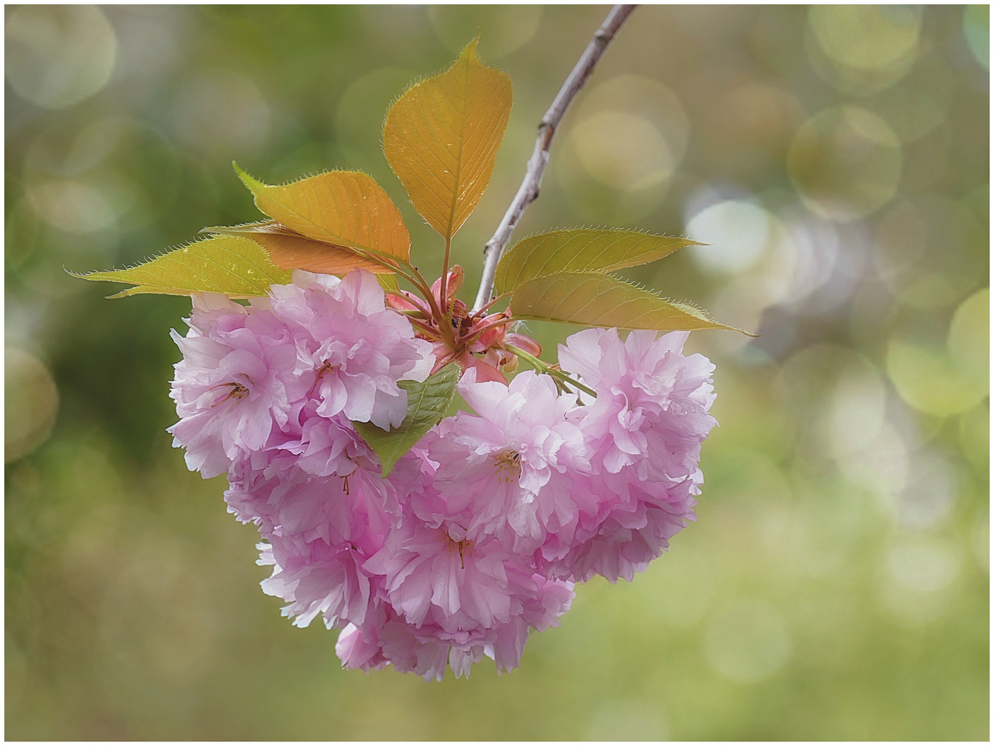 ein Herz vom Frühling...