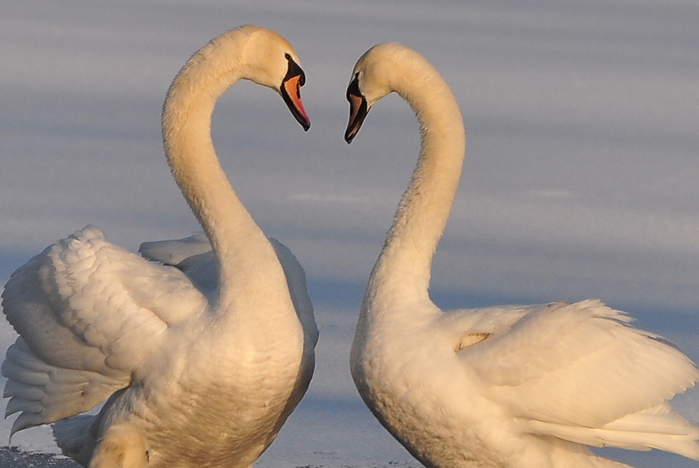 Ein Herz zum Valentinstag an alle Verliebten