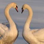 Ein Herz zum Valentinstag an alle Verliebten