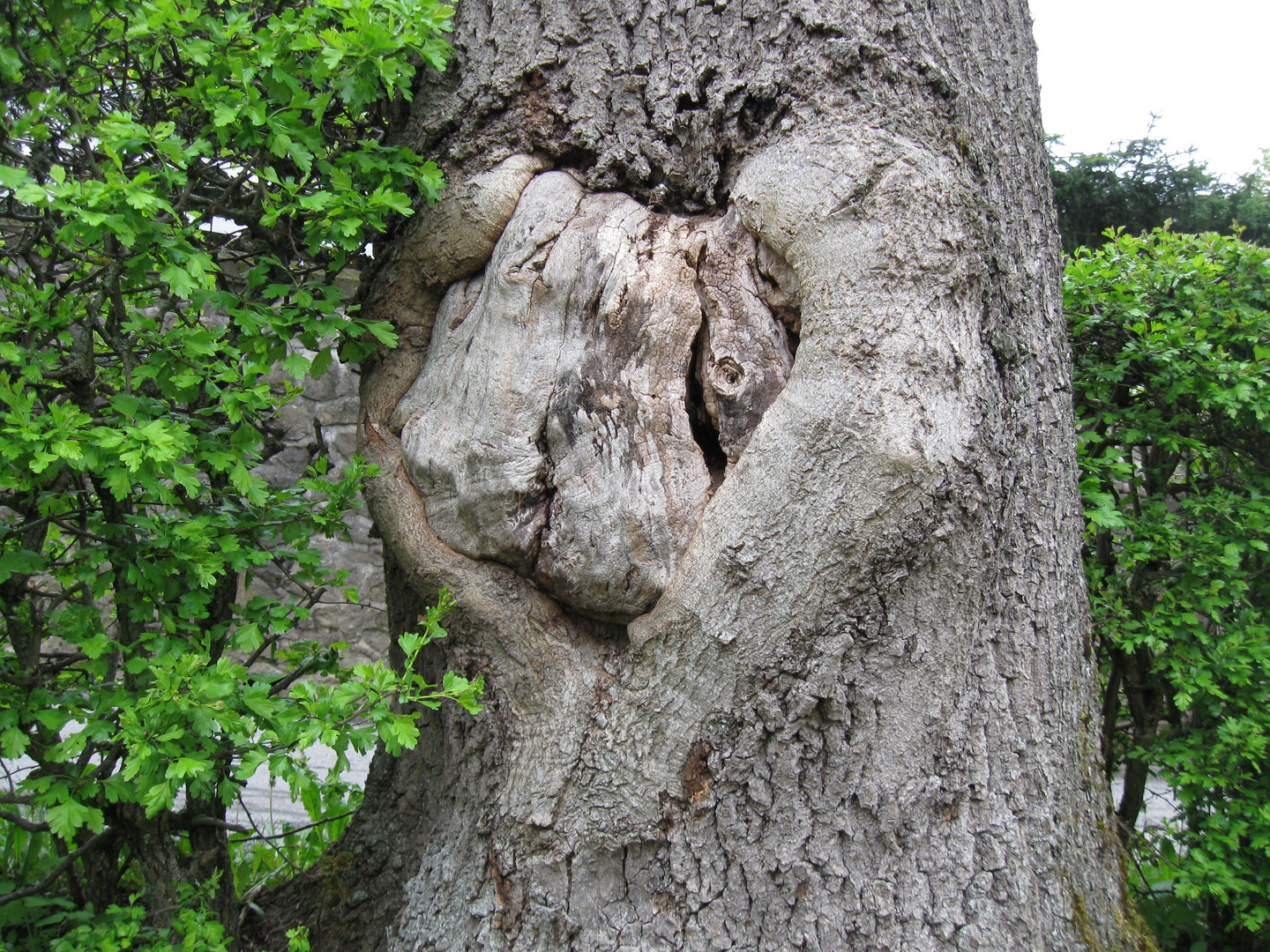 Ein Herzbaum