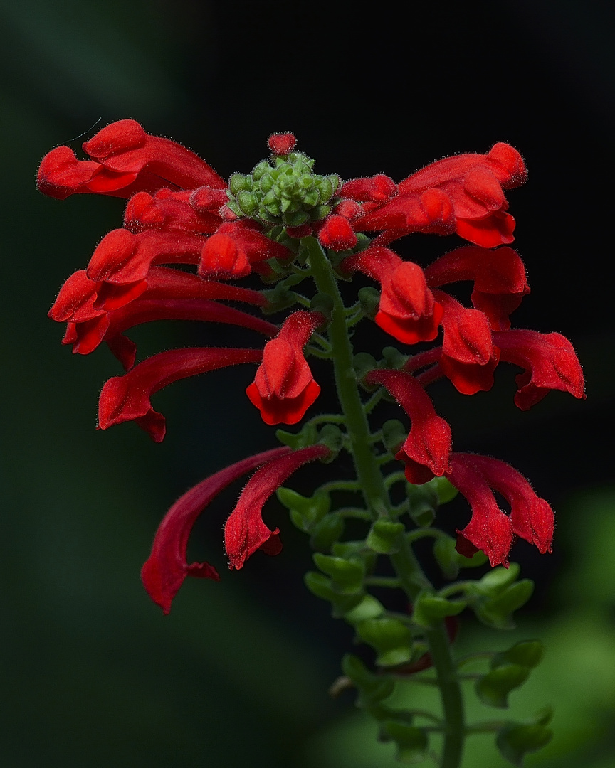 Ein Herzchen für Rot und Grün