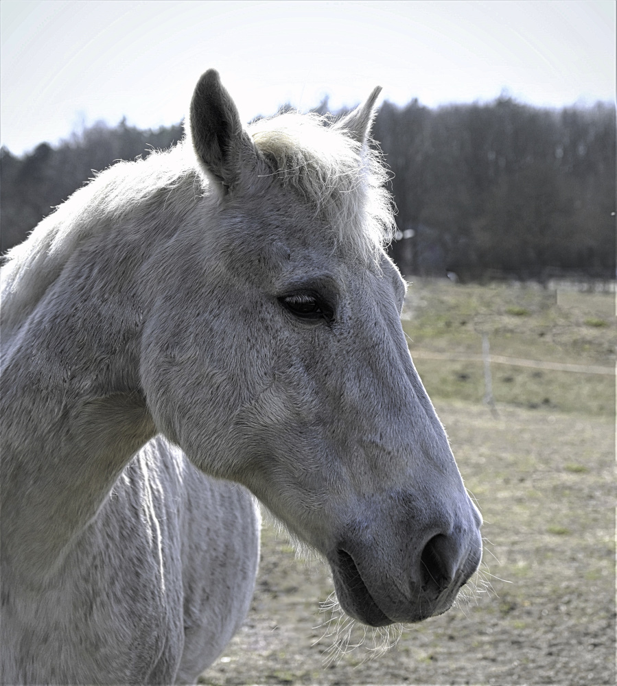 Ein Herzenspferd