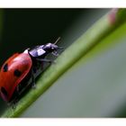 Ein herziger Marienkäfer im Oktober....