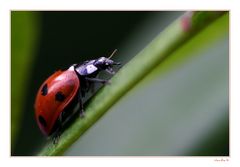 Ein herziger Marienkäfer im Oktober....