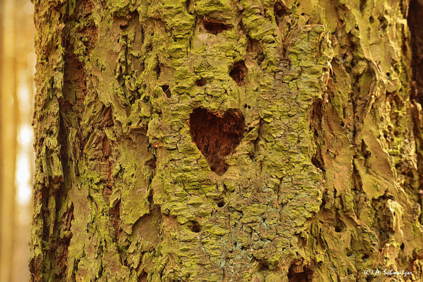 ein herzlicher Baum