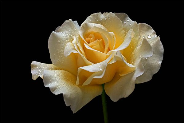 Ein herzlicher Blumengruß .. für eine schwierige Zeit - ( Stacking Bild ) 