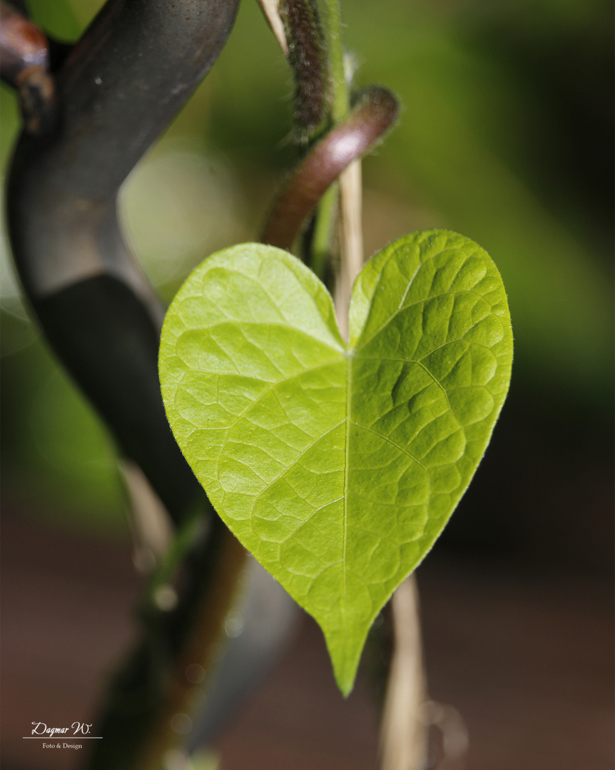 Ein herzliches Blatt 