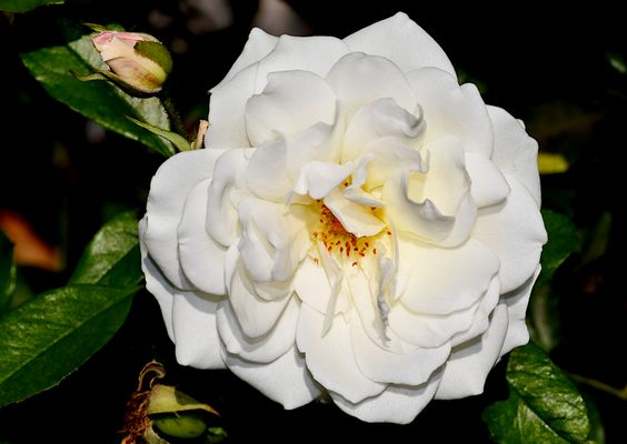 EIN HERZLICHES DANKESCHÖN...