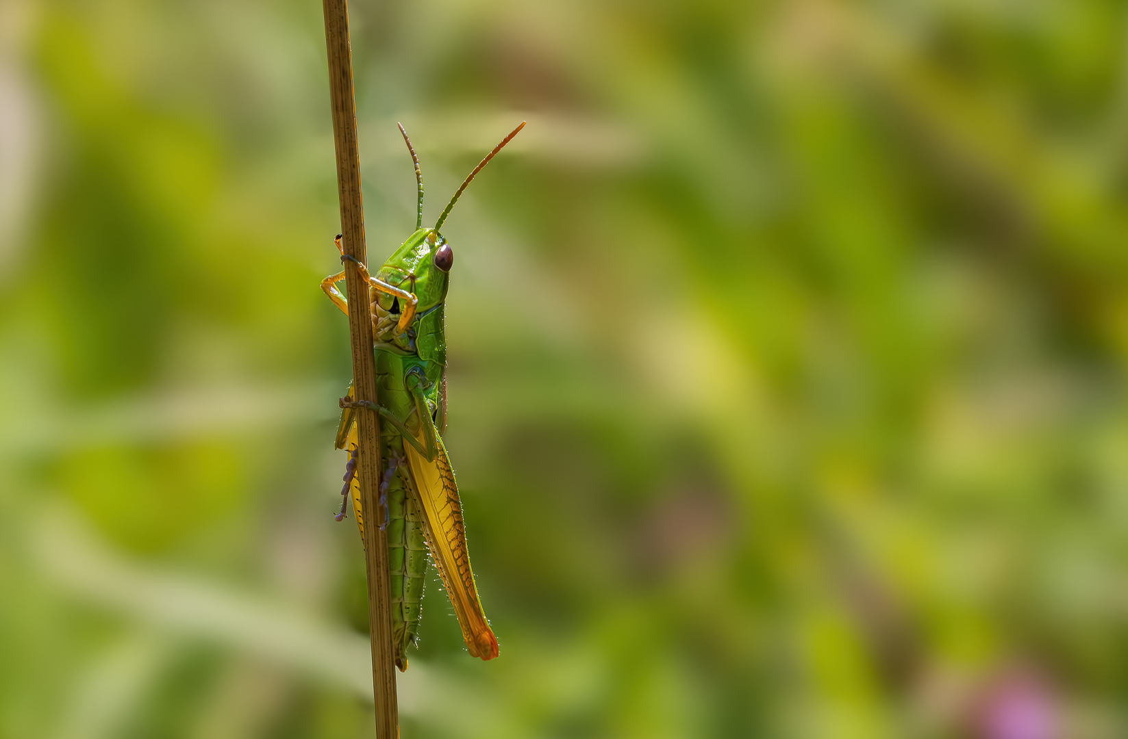 ein Heuhupfer