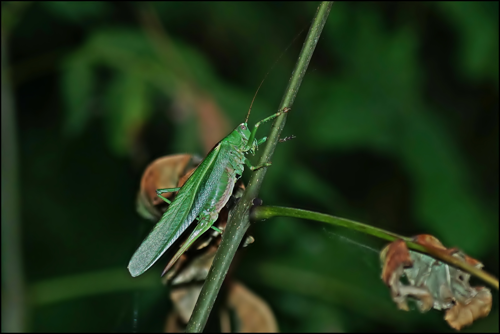 Ein Heupferd