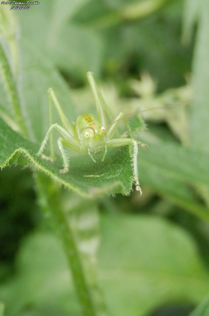 Ein Heupferd auf einem Beinwell-Blatt