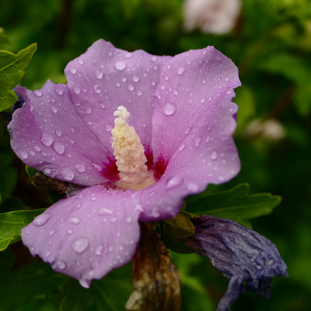 Ein Hibiskus im Regen