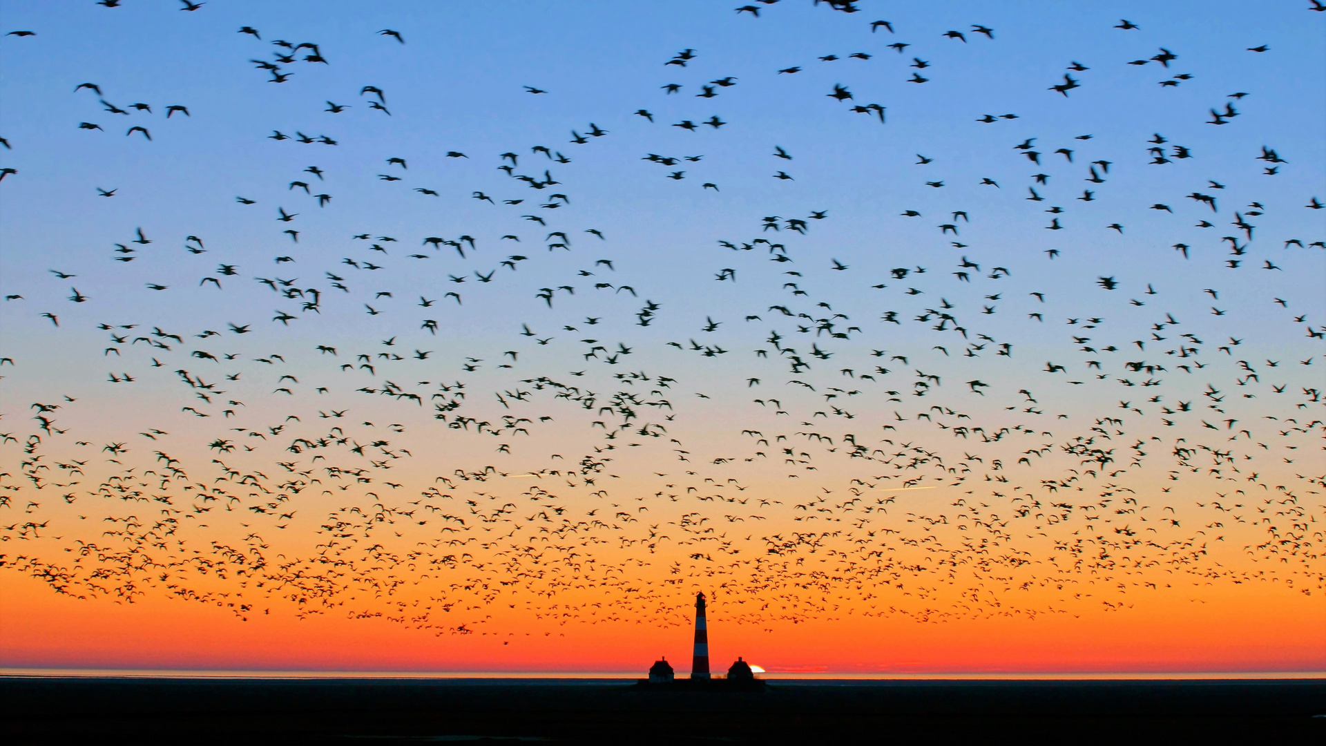 Ein Himmel voller Gänse