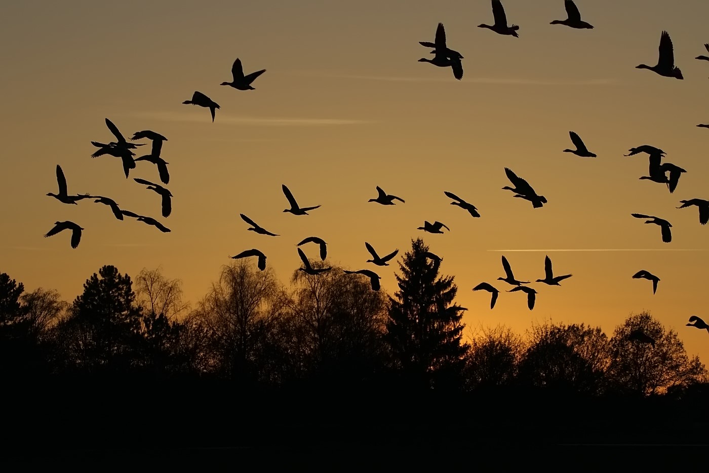 "Ein Himmel voller Gänsekeulen ....." - Oh hoppla, hab ich da was Falsches gesagt?