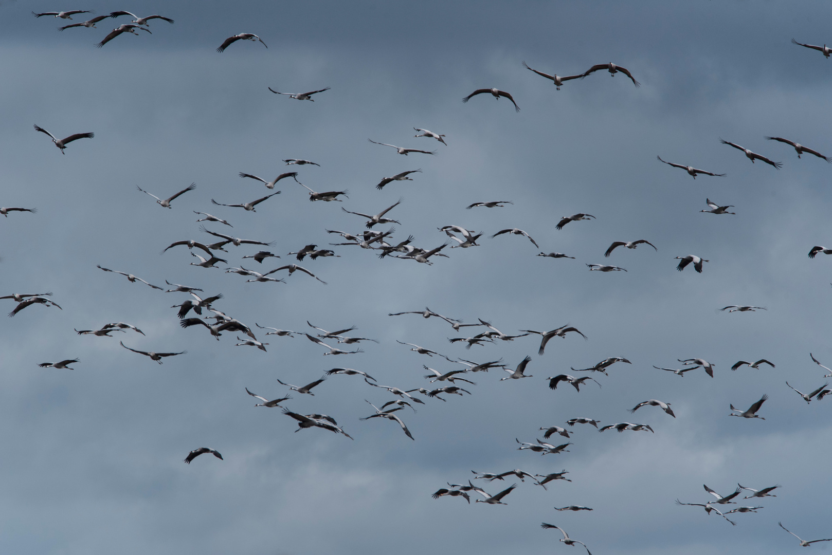 Ein Himmel voller Glück(svögel)