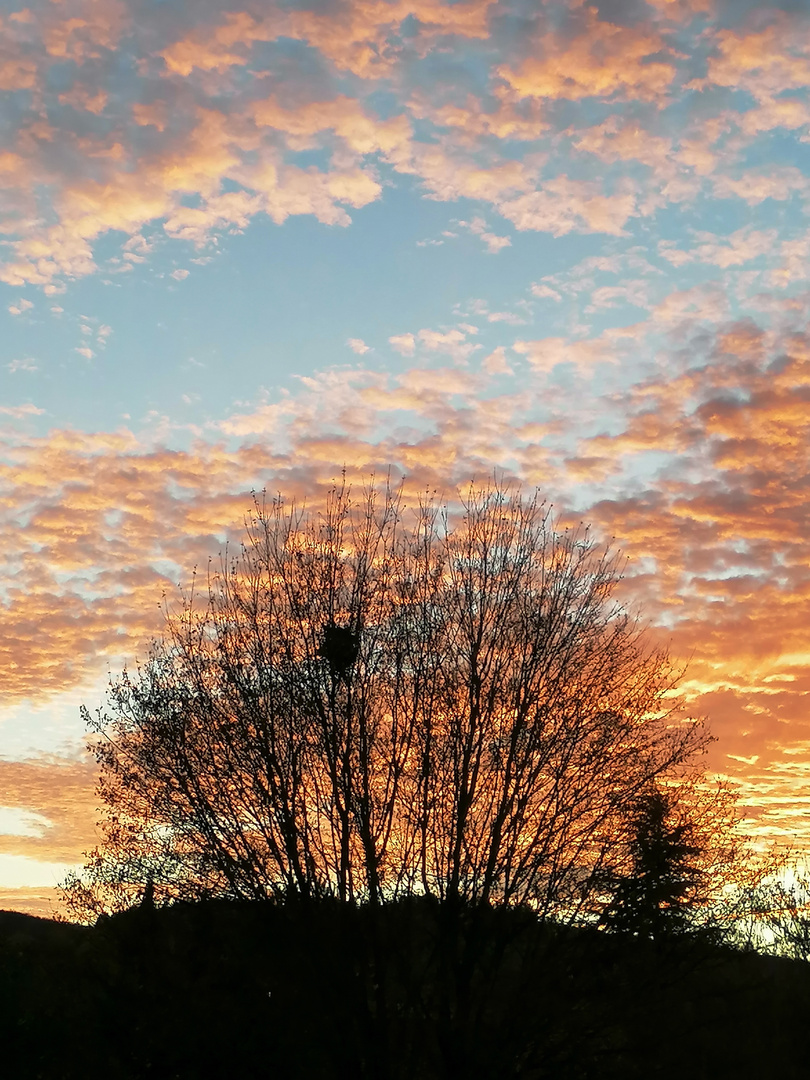 Ein Himmel zum Träumen und davor ein "Fächer"  an einem  milden Sommerabend