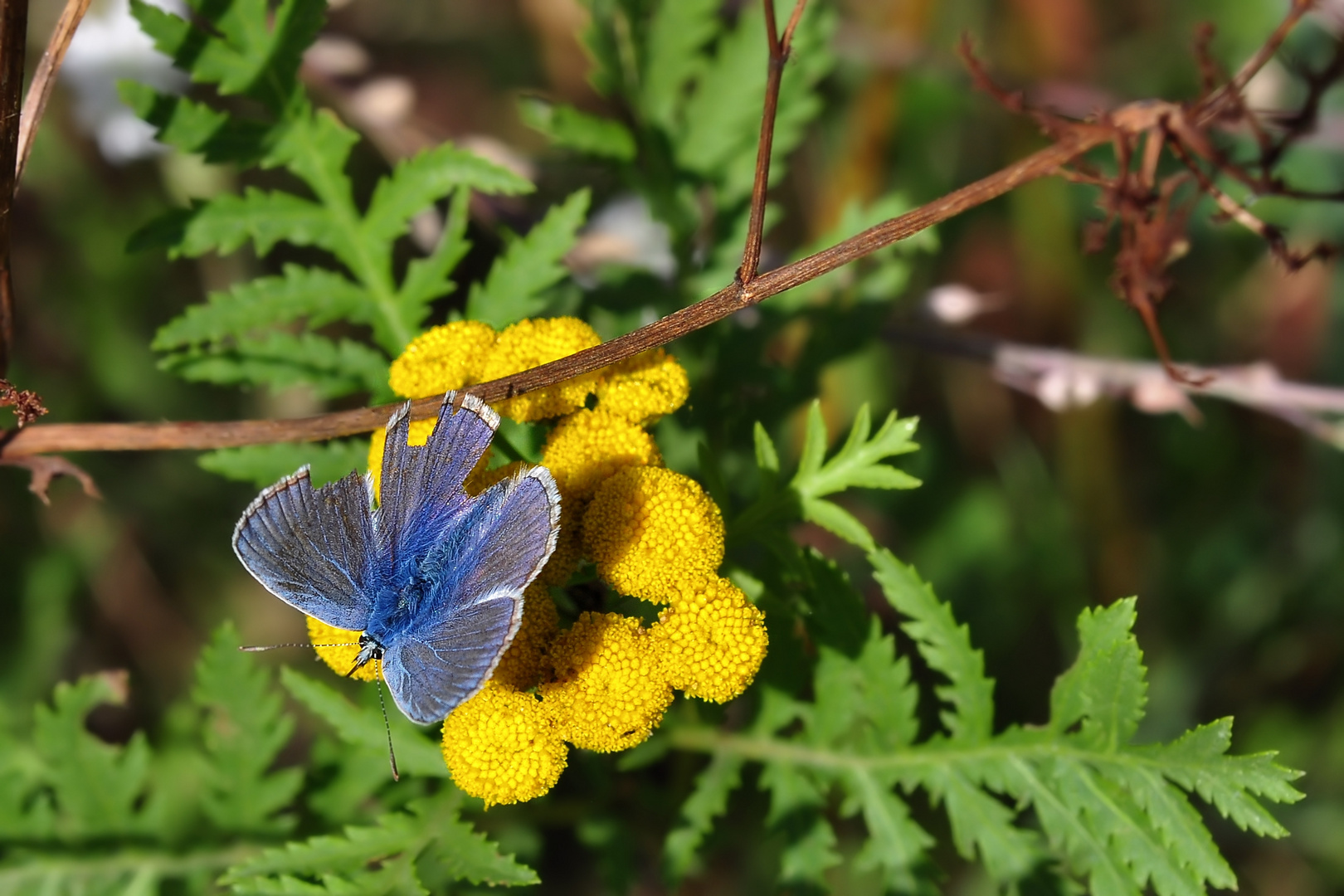 Ein Himmelblauer Bläuling