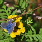 Ein Himmelblauer Bläuling