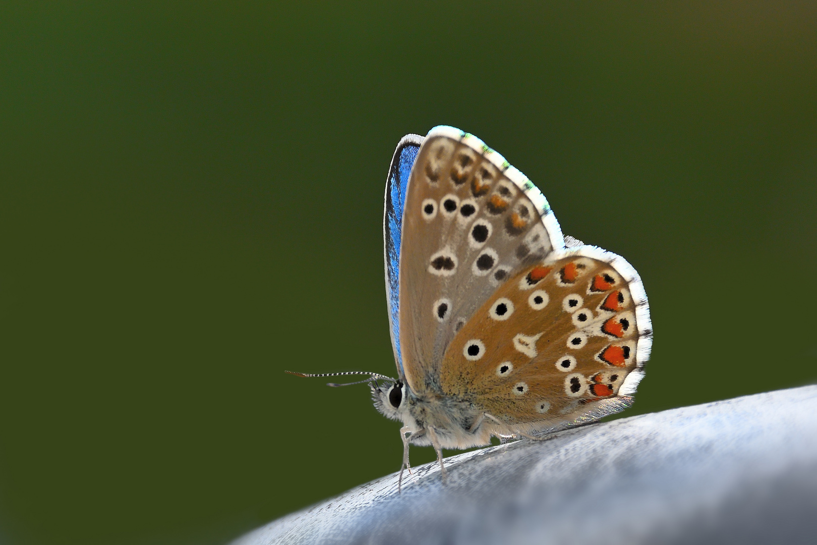 Ein Himmelblauer Bläuling. Danke an Micha und Peter