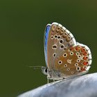 Ein Himmelblauer Bläuling. Danke an Micha und Peter