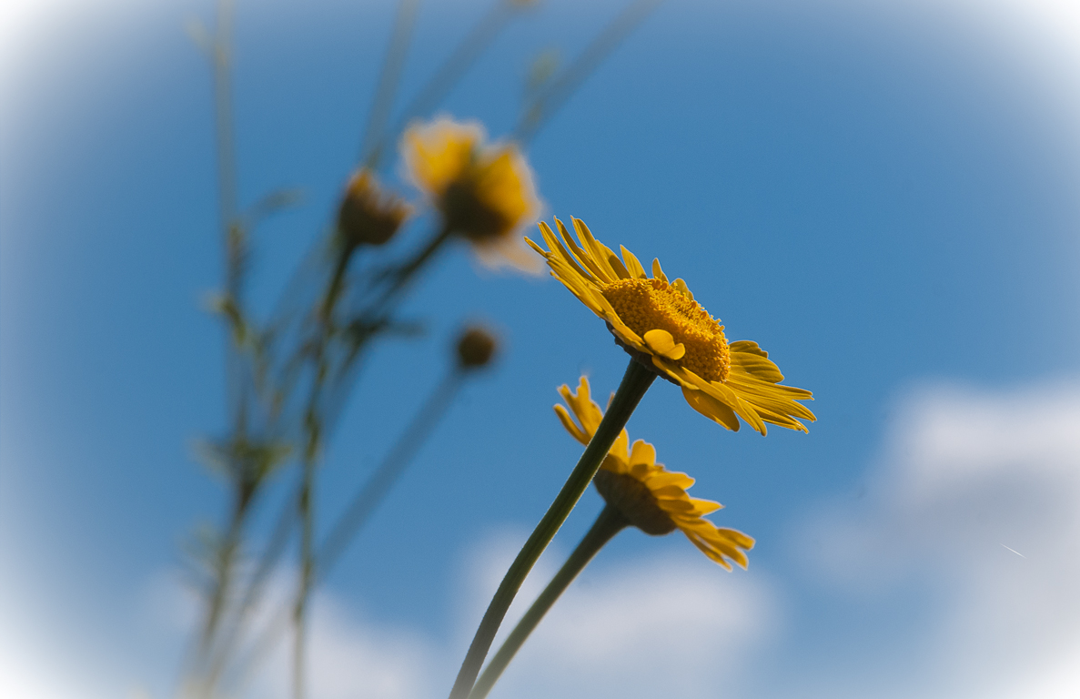 ein Himmelsblümchen :-)