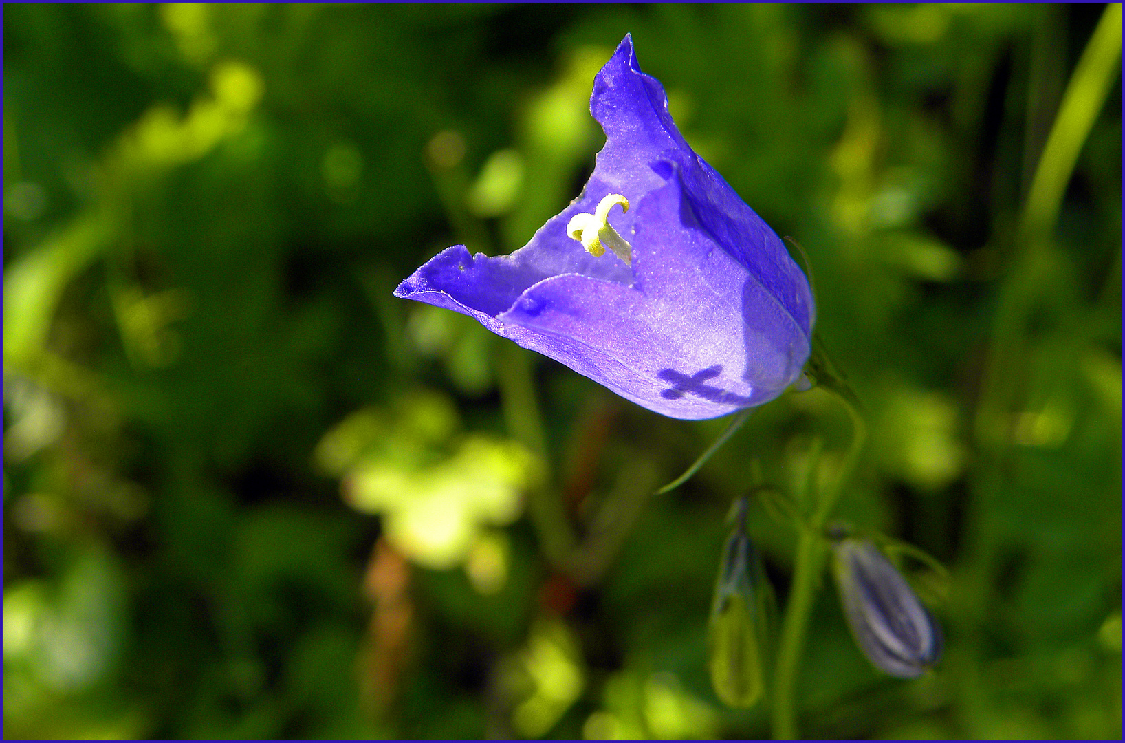 Ein himmlischer Schatten...