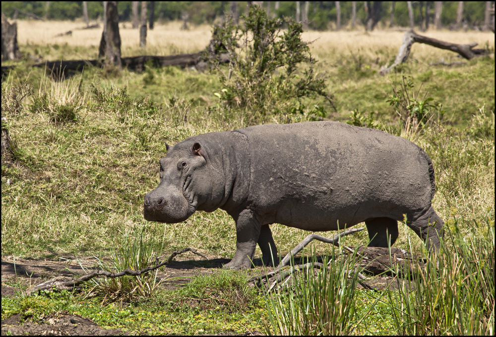 " Ein Hippo auf Landgang morgens um 10.27 Uhr "