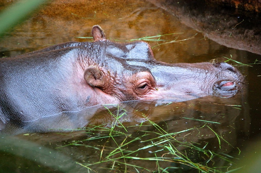 Ein Hippo in Lauerstellung