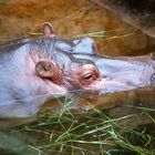 Ein Hippo in Lauerstellung