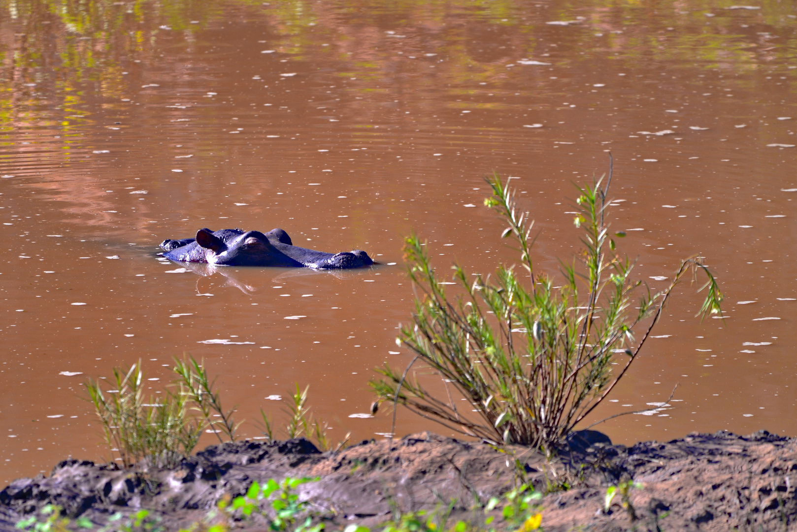 Ein Hippo macht ein Nickerchen