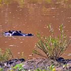 Ein Hippo macht ein Nickerchen