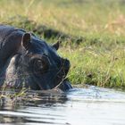 Ein Hippo taucht ab 
