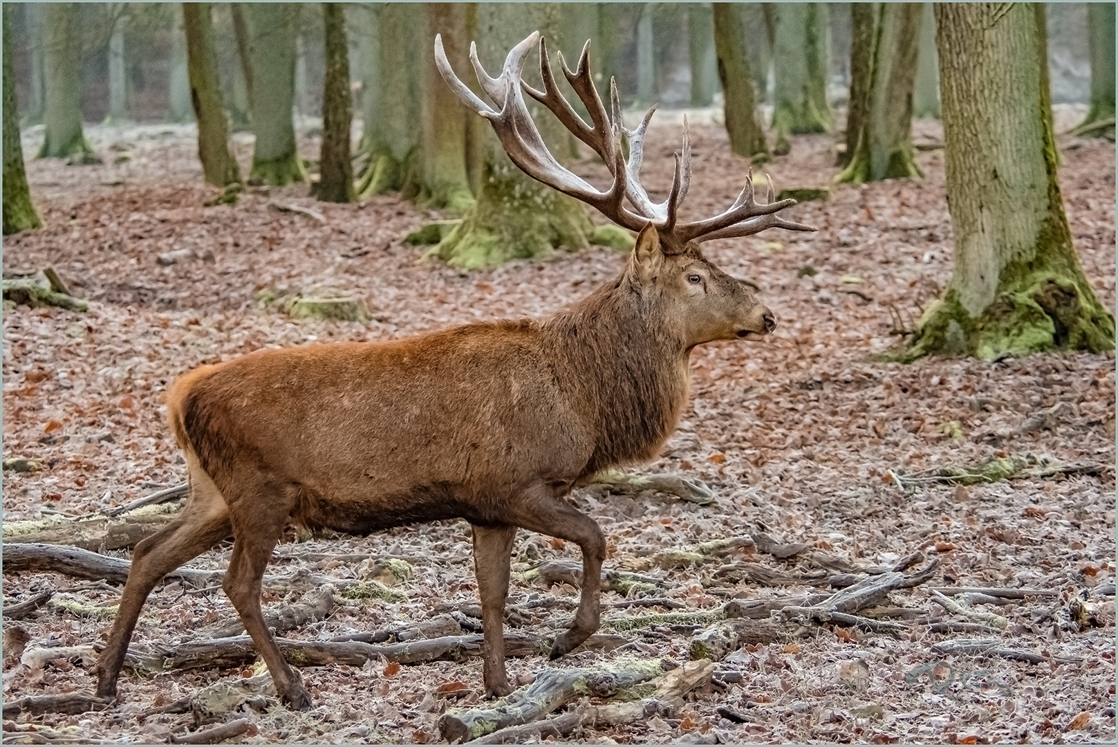 Ein Hirsch Foto &amp; Bild | naturereignisse, die elemente, fotos Bilder ...