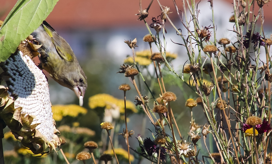 "Ein Hirsch...