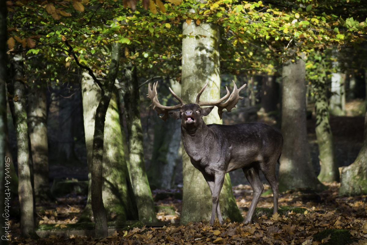 Ein Hirsch auf der Balz...besser nicht stören :-)