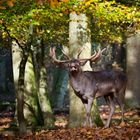 Ein Hirsch auf der Balz...besser nicht stören :-)