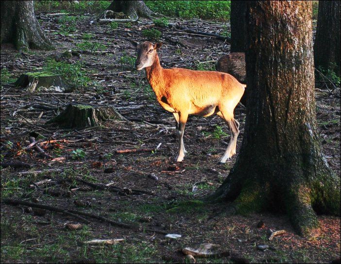 Ein Hirsch, erstaunt ob seiner Erleuchtung.