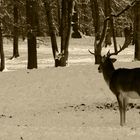 Ein Hirsch im Schnee