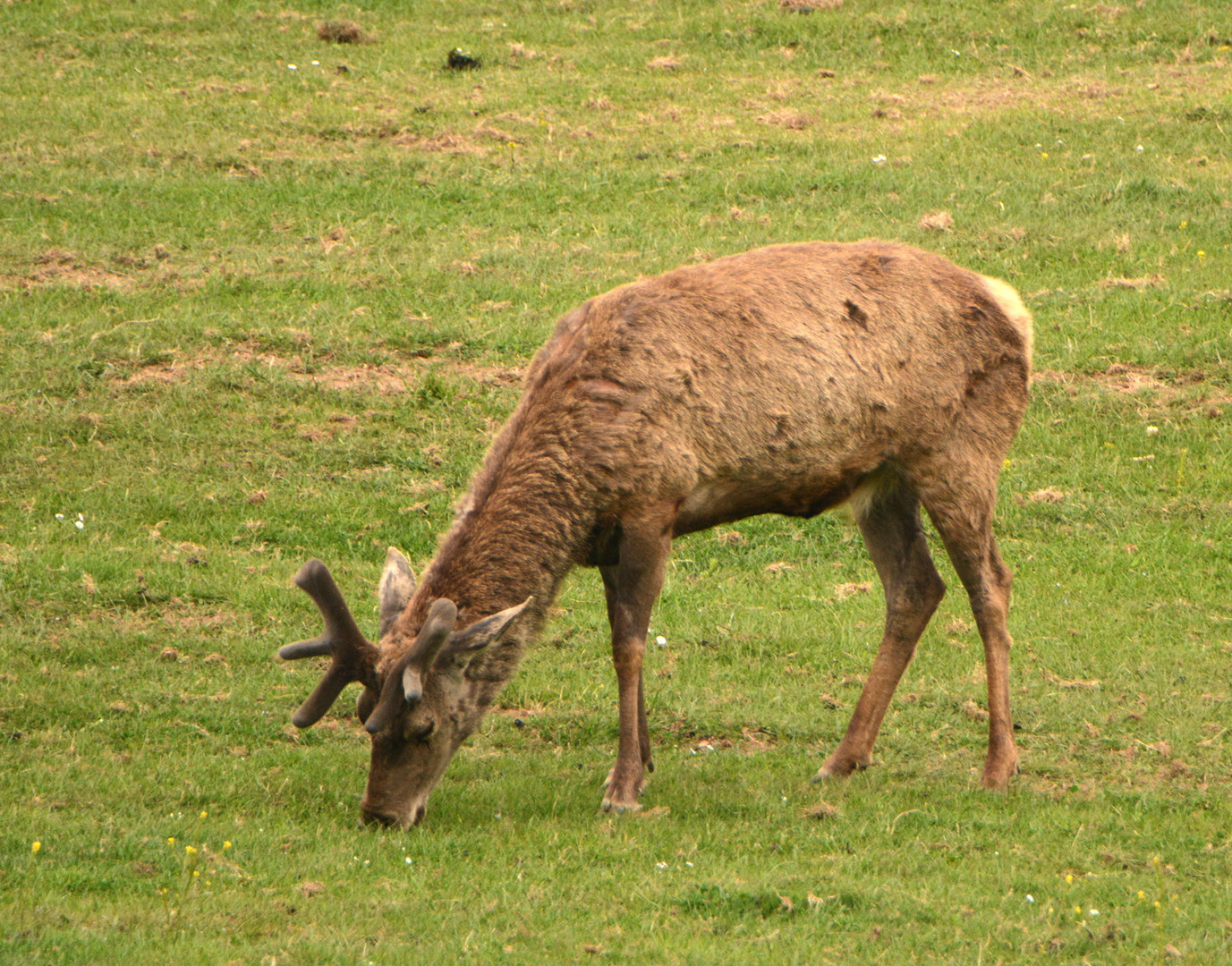 Ein Hirsch schiebt schon sein neues Geweih.