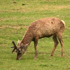 Ein Hirsch schiebt schon sein neues Geweih.