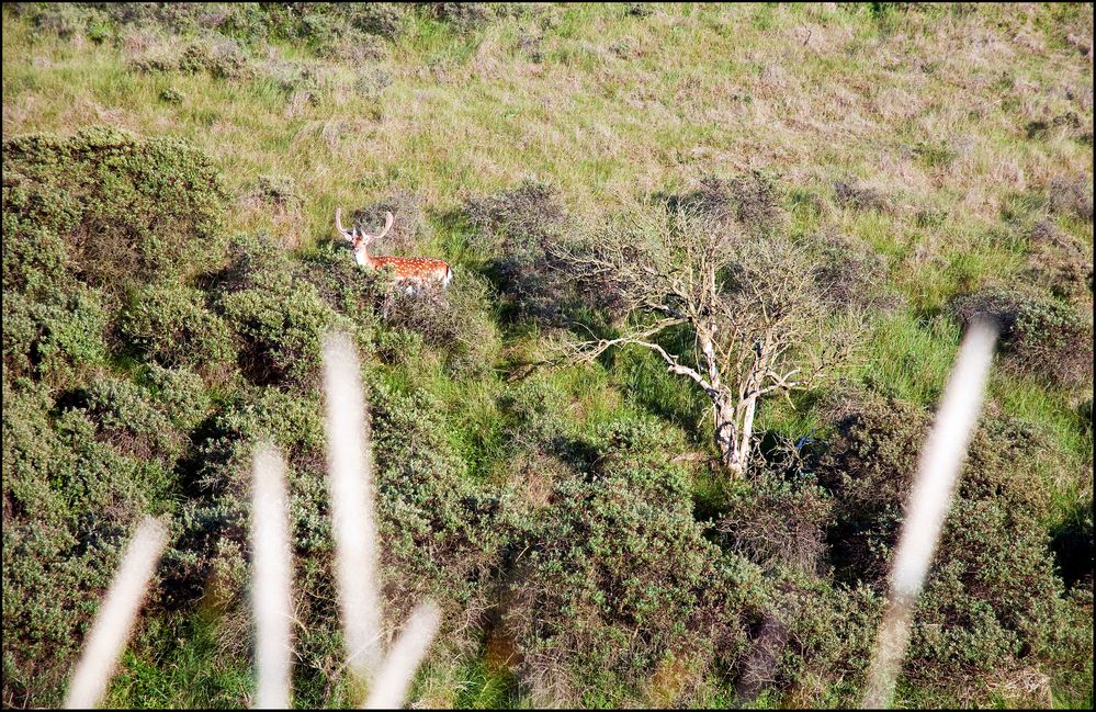 Ein Hirsch unter sich