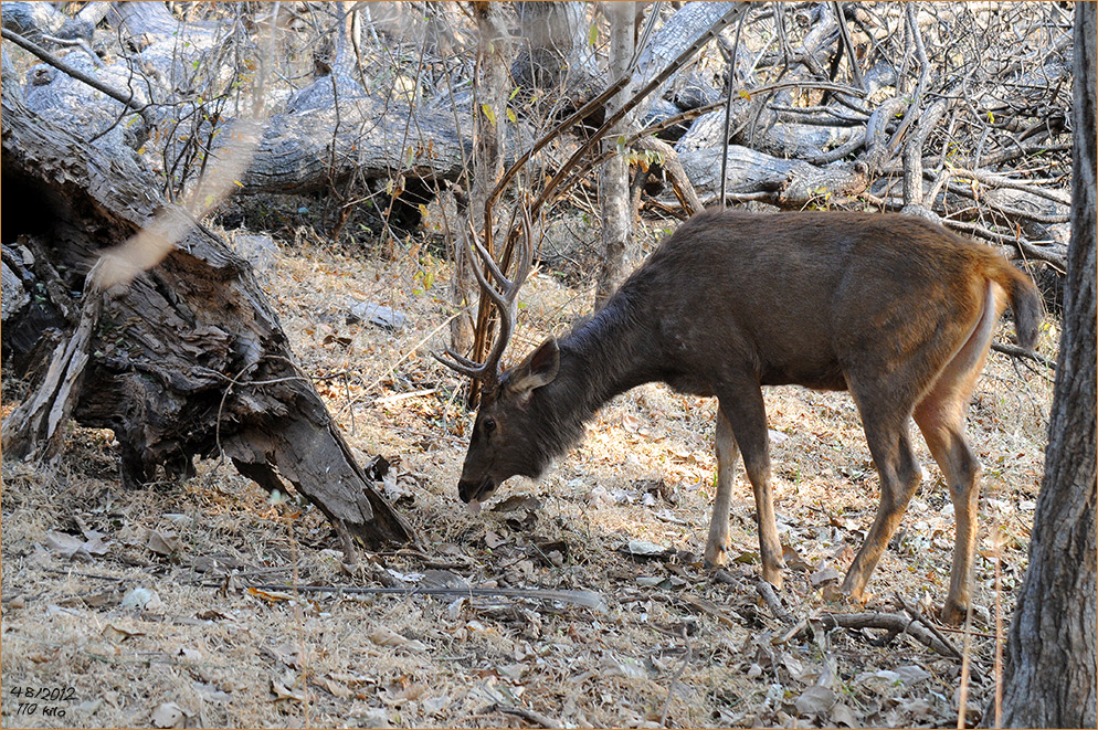 ein Hirsch - wildlife -