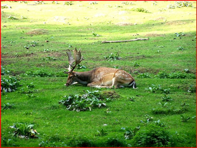 Ein Hirsch will allein sein - Wildpark Rosengarten Juli 2006