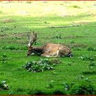 Ein Hirsch will allein sein - Wildpark Rosengarten Juli 2006